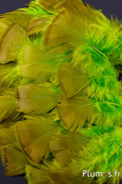 Dindon bronze blanchi - 5-15 cm - lime-caramel